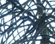 monkey puzzle